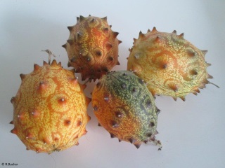 Cucumis metuliferus