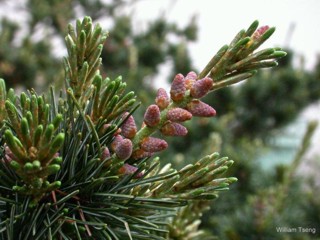 Cunninghamia lanceolata