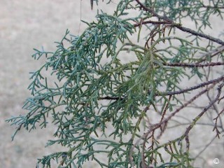 Cupressus arizonica var. arizonica