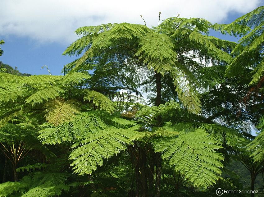 Exotische Nutz und Zierpflanzen Cyathea arborea