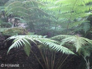 Cyathea australis