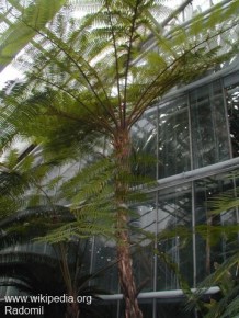 Cyathea australis