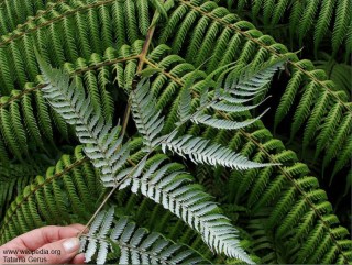 Cyathea dealbata