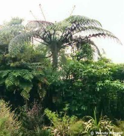 Cyathea medullaris