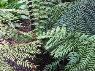 Cyathea rebeccae