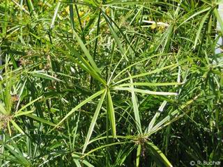 Cyperus alternifolius