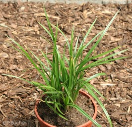 Cyperus esculentus