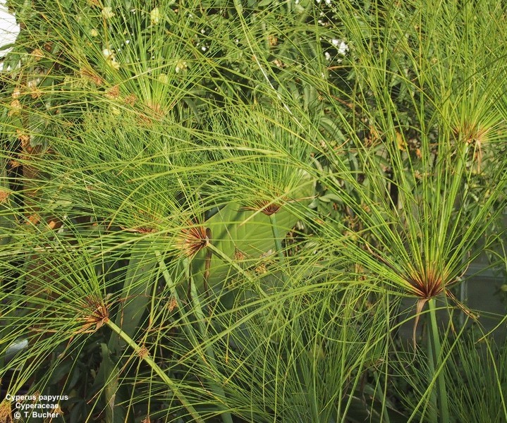 Exotische Nutz und Zierpflanzen Cyperus papyrus