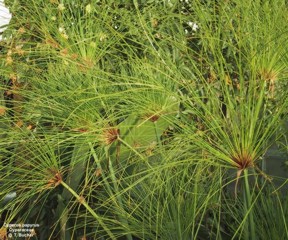 Cyperus papyrus