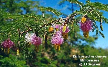 Dichrostachys cinerea