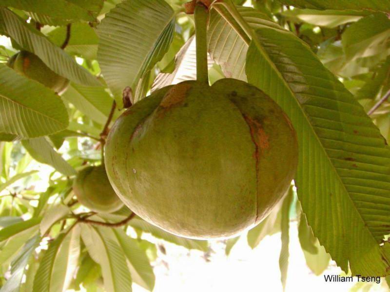 Exotische Nutz und Zierpflanzen Dillenia indica
