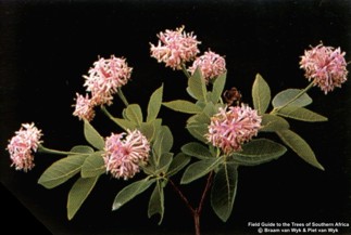 Dais cotinifolia