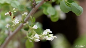 Dalbergia melanoxylon