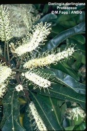 Darlingia darlingiana