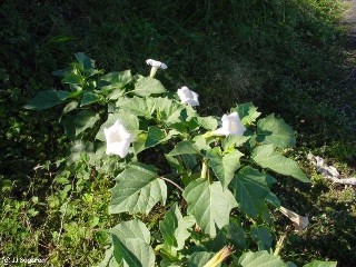 Datura metel