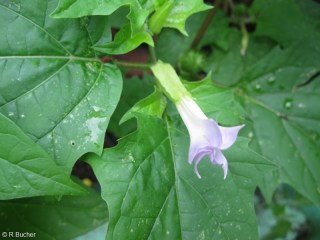 Datura quercifolia