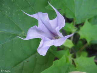 Datura quercifolia