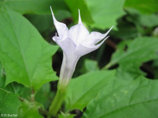 Datura quercifolia