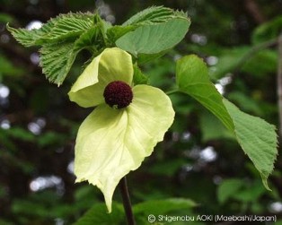 Davidia involucrata