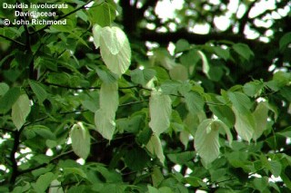 Davidia involucrata