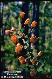 Daviesia cordata