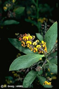 Daviesia latifolia