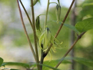 Decaisnea fargesii