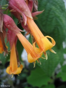 Deppea splendens 