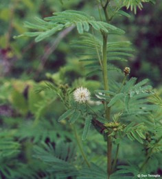 Desmanthus illinoensis