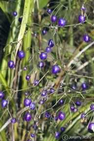 Dianella nigra 