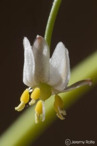 Dianella nigra 