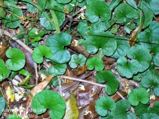 Dichondra repens