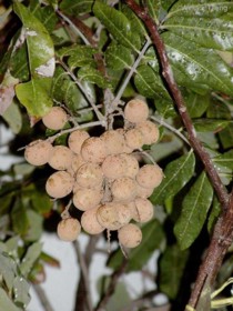 Dimocarpus longan