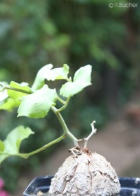 Dioscorea elephantipes