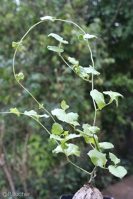 Dioscorea elephantipes