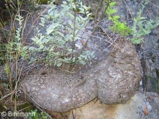 Dioscorea hemicrypta