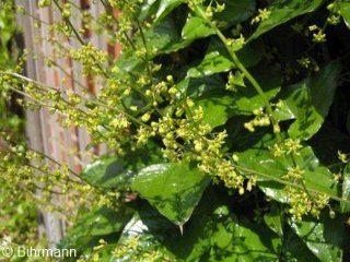 Dioscorea nipponica