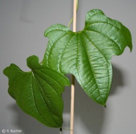 Dioscorea sansibarensis 