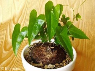 Dioscorea sylvatica 