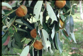 Diospyros blancoi 