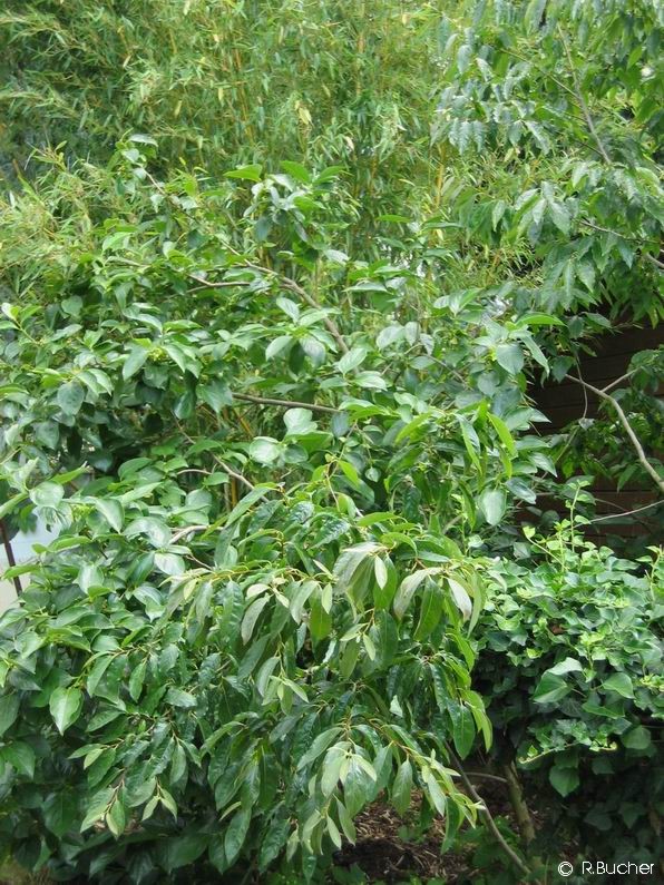 Exotische Nutz und Zierpflanzen Diospyros kaki