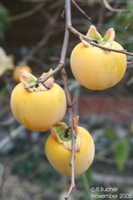 Diospyros kaki 