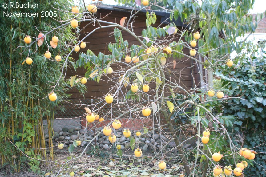 Exotische Nutz und Zierpflanzen Diospyros kaki