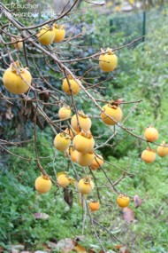 Diospyros kaki 