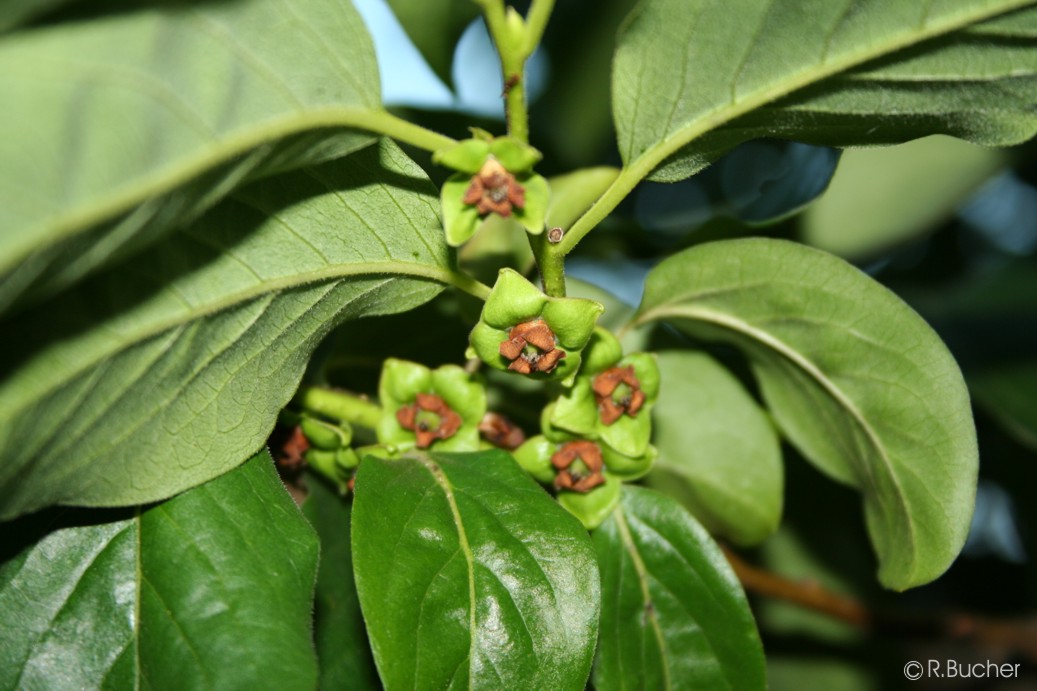Exotische Nutz und Zierpflanzen Diospyros lotus