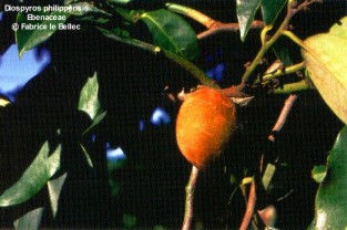 Diospyros blancoi 