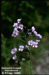 Diplopeltis huegelii