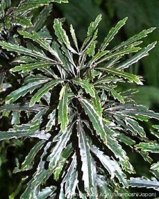 Dizygotheca elegantissima