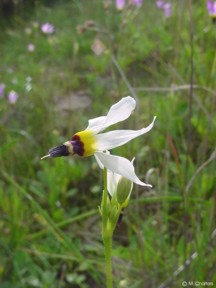 Dodecatheon clevelandii