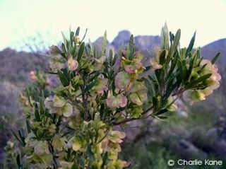 Dodonaea viscosa purpurea